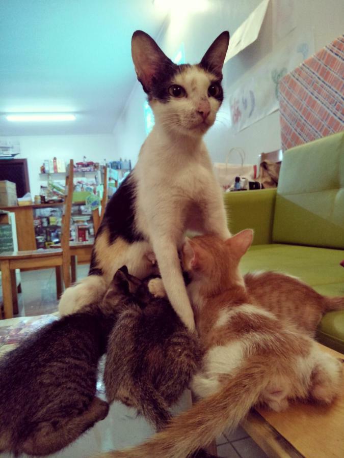 Cat Japanese Only At Uh Huh House Pansiyon Cebu Dış mekan fotoğraf