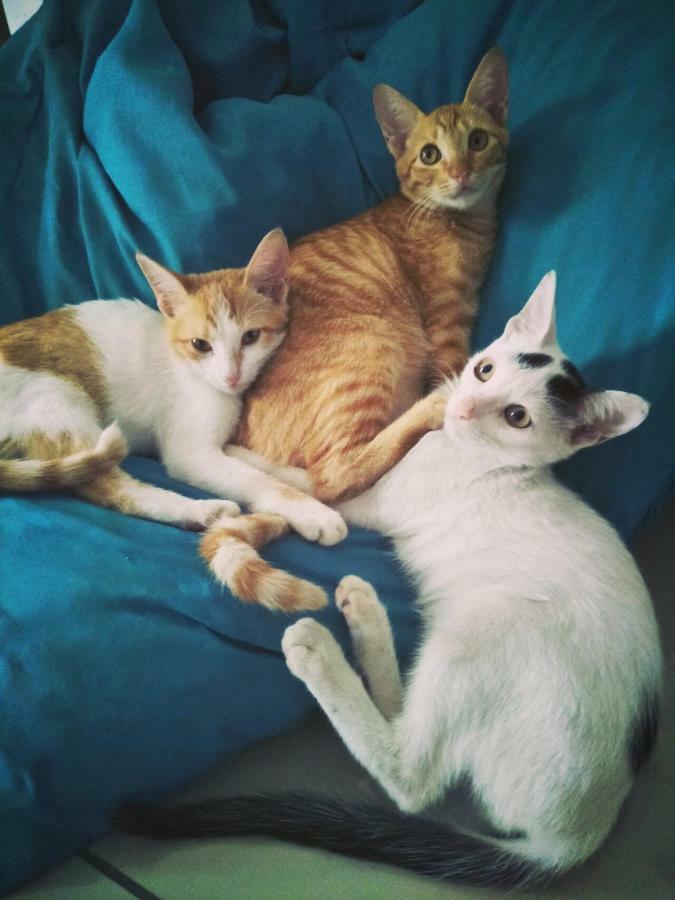 Cat Japanese Only At Uh Huh House Pansiyon Cebu Dış mekan fotoğraf